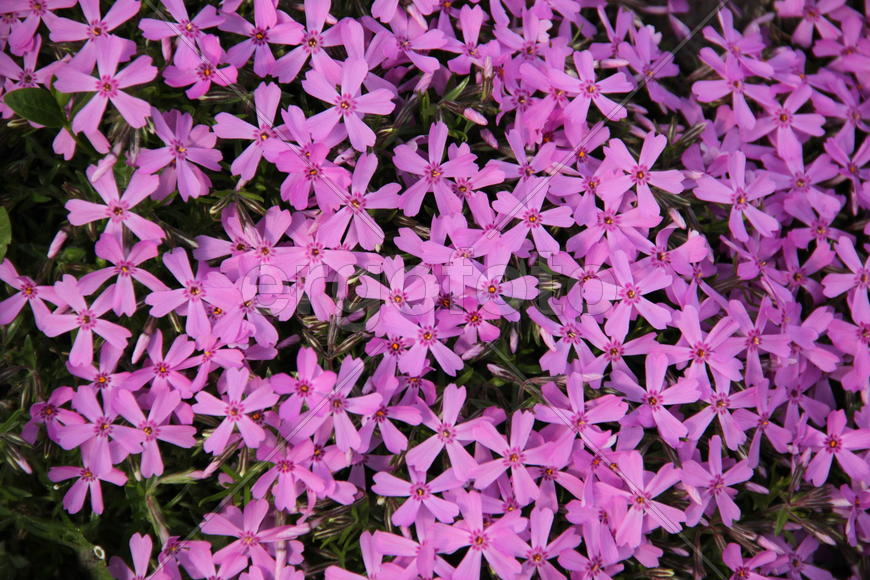 Море маленьких цветочков