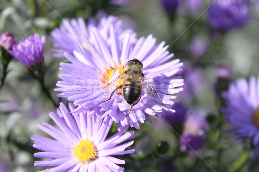 Эристалия на цветке