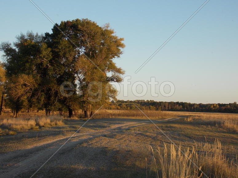 Деревья растущие на обочине дороги 