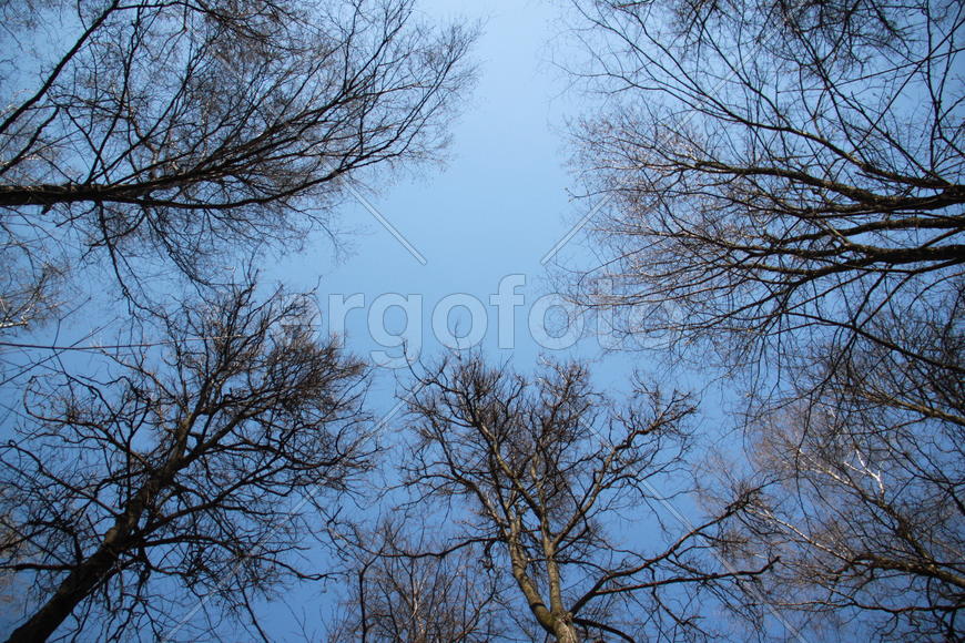 Ветвистое небо