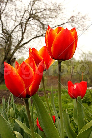 Тюльпаны