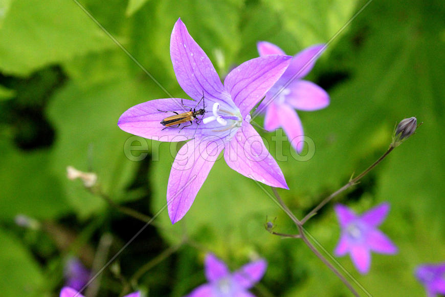 Жук на полевом колокольчике