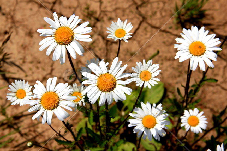 Белые ромашки 