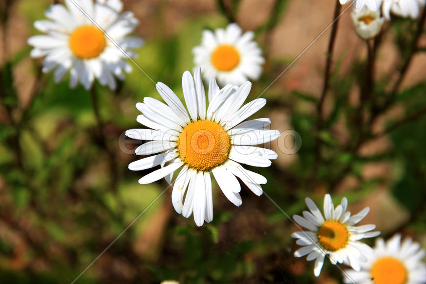 Белые ромашки 