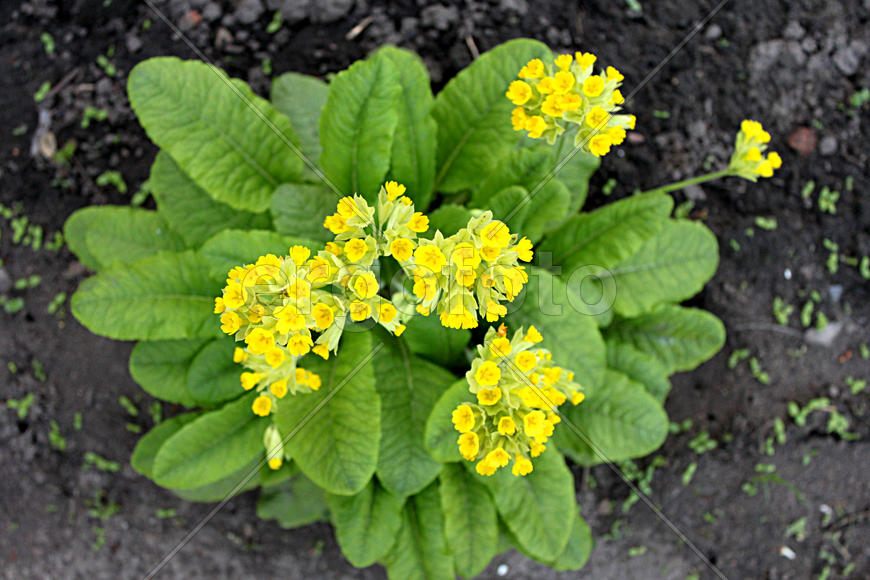 Жёлтые цветы