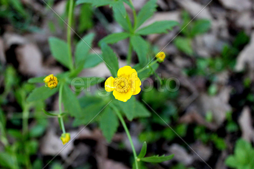 Цветок куриная слепота