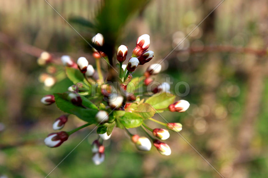 Цветущая вишня