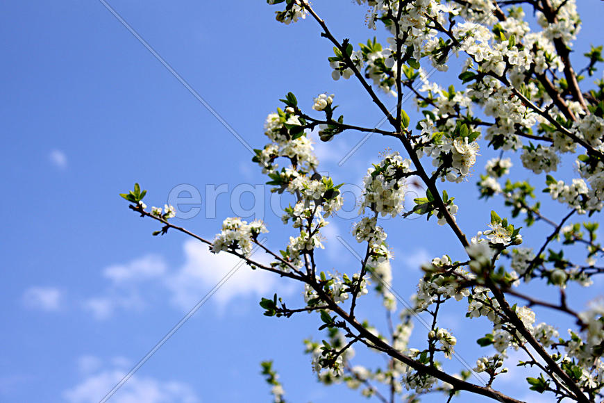 Цветущая слива