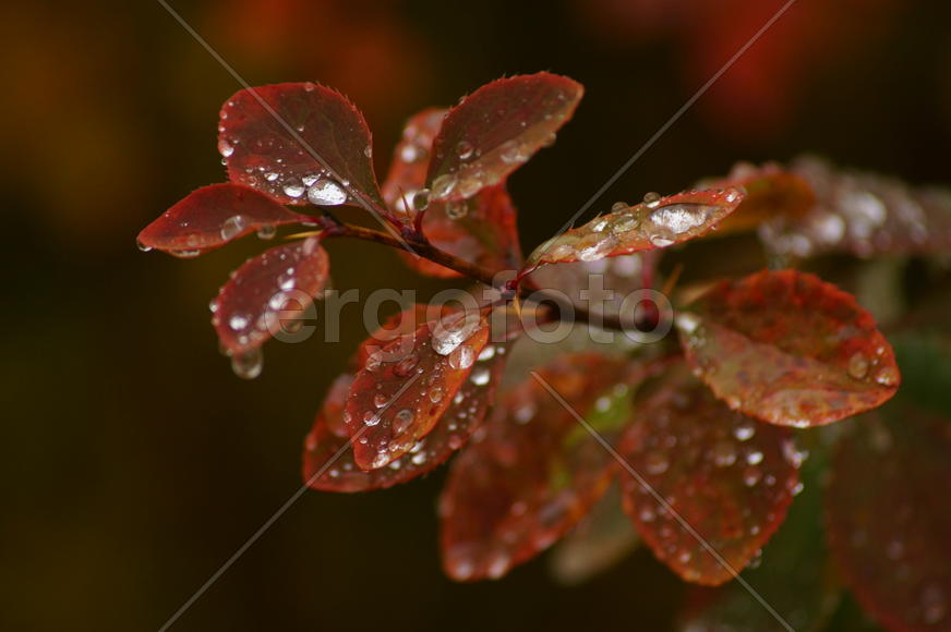 После дождя