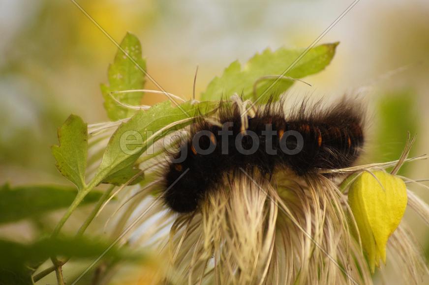 Пушистая гусеница