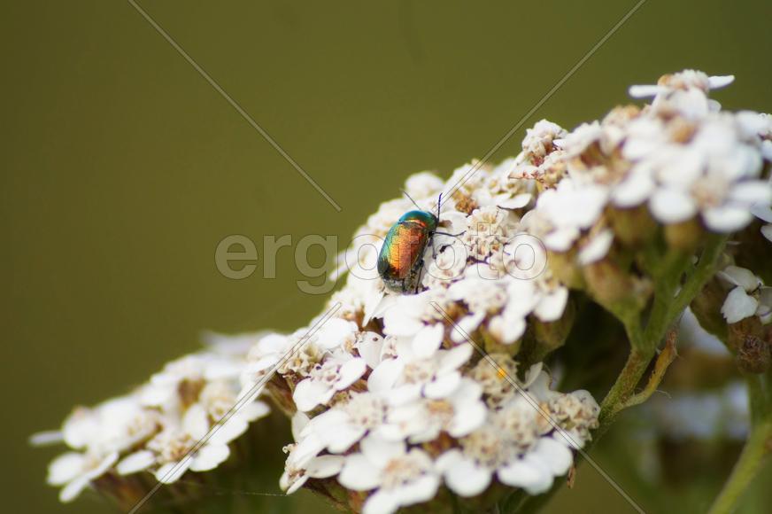 Бронзовый жук