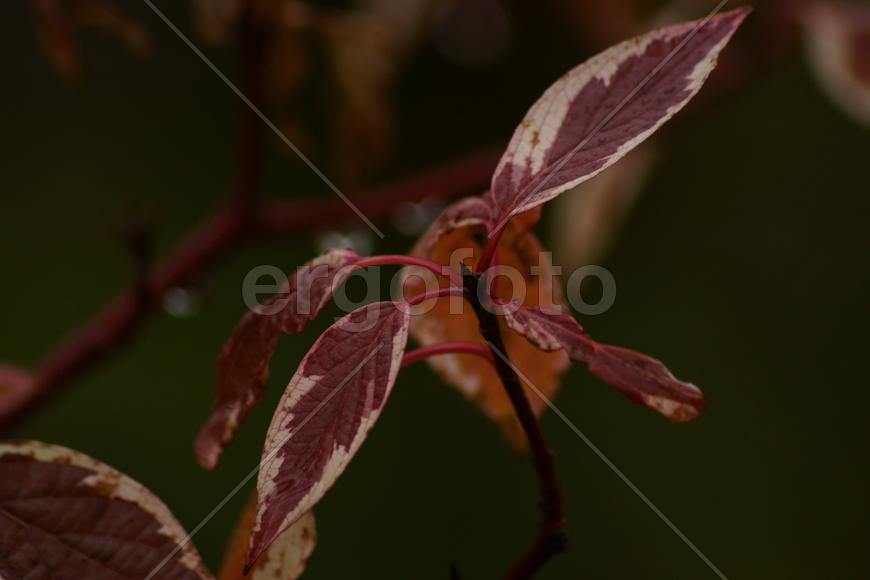 Пятнистый листочек