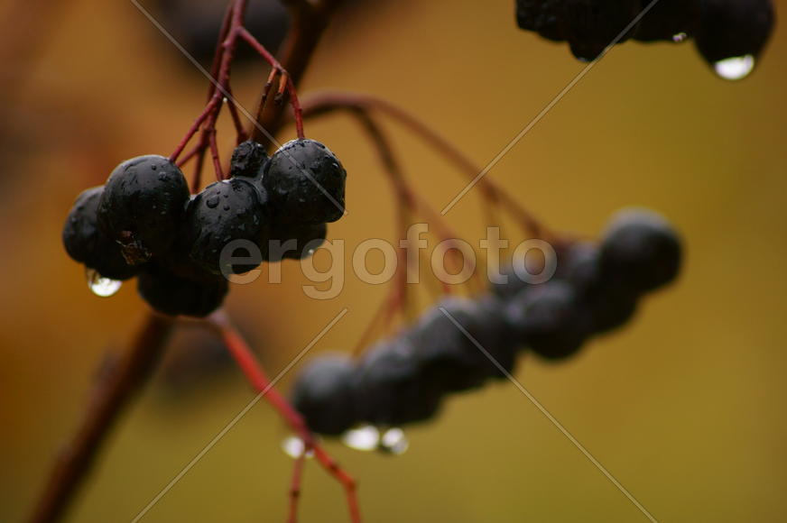 Арония в каплях дождя