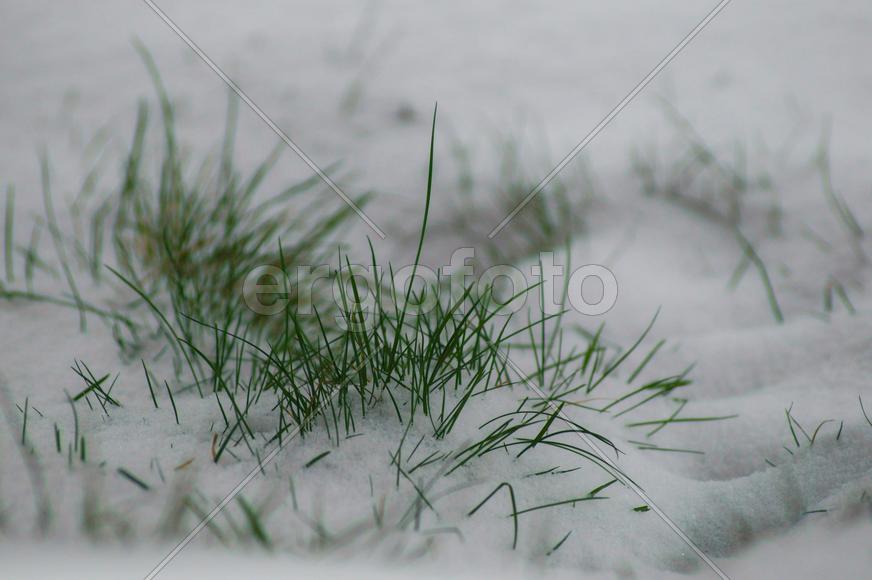 Трава под снегом