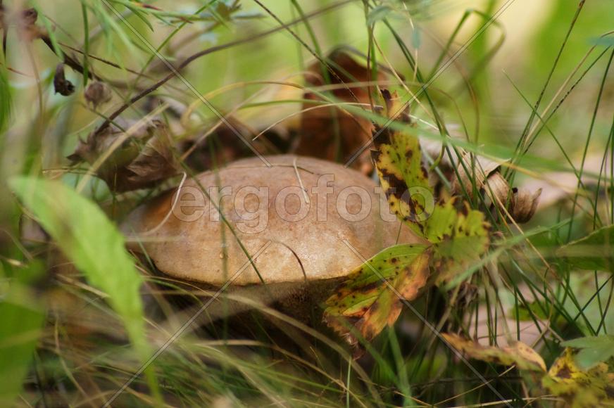 Подберезовик