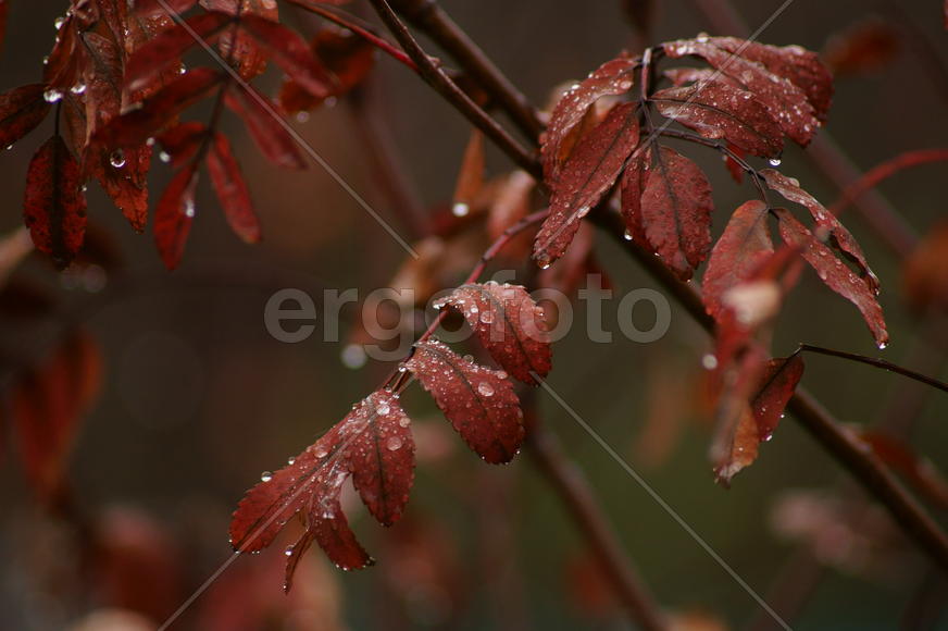 Капли на листьях