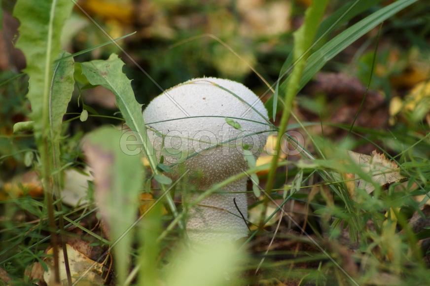 Ядовитый гриб