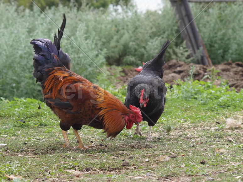 Петух и курица