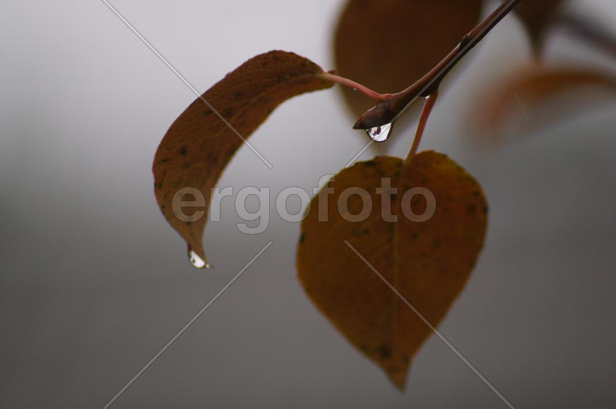 Капли и листья