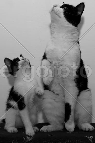 Кошачий дуэт