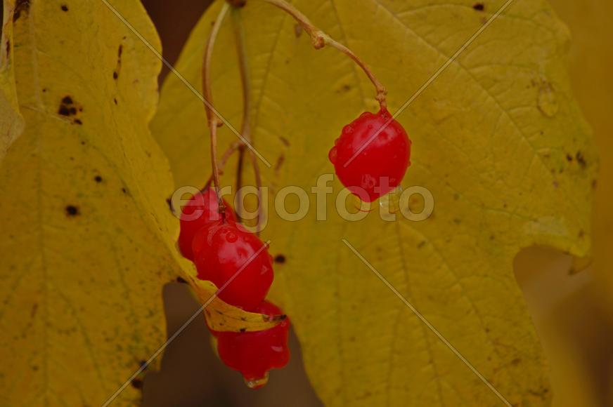 Спелая калина