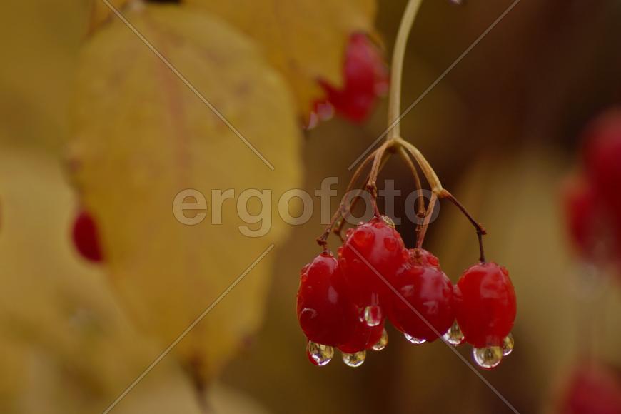 калина с каплями дождя