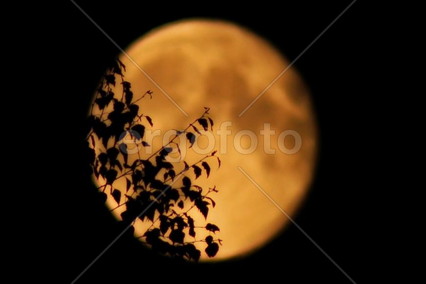 Луна и ветви берёзы