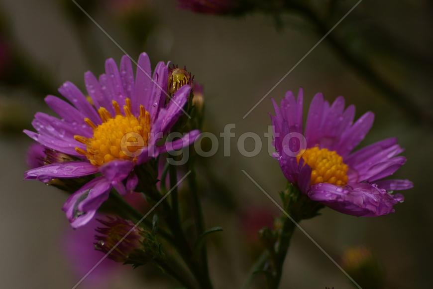 Осенняя астра