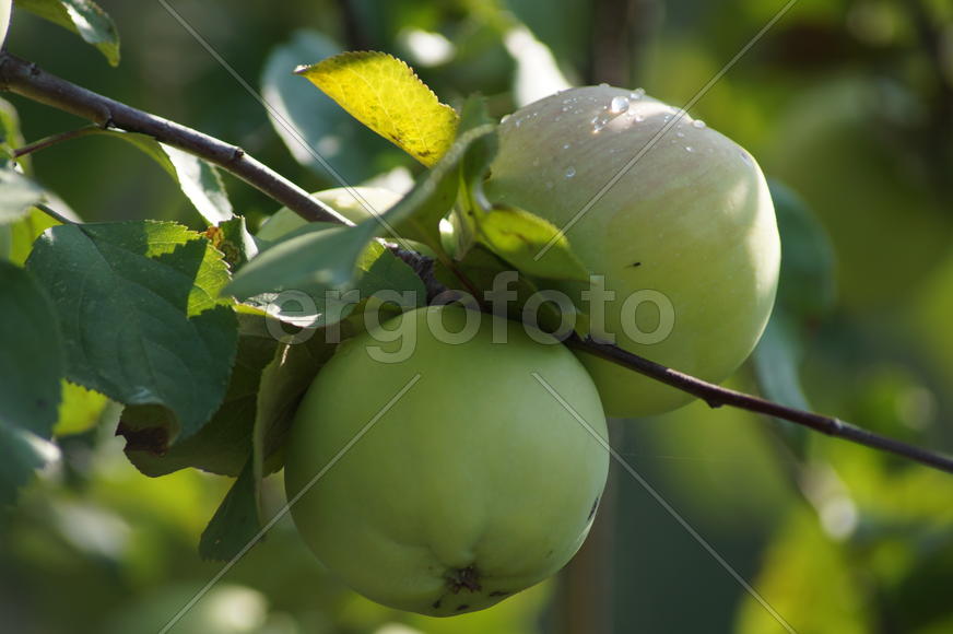 Яблоки в лучах утреннего солнца