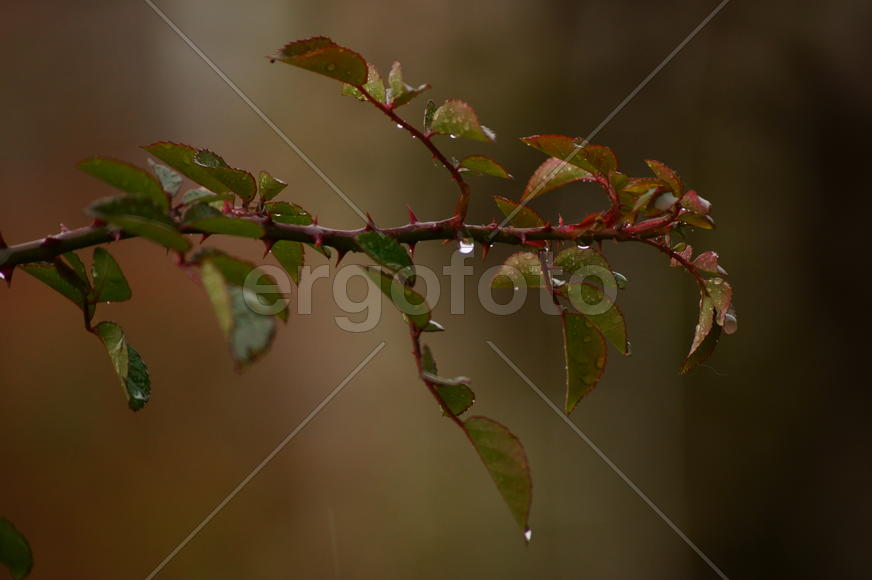 Шипы и капли