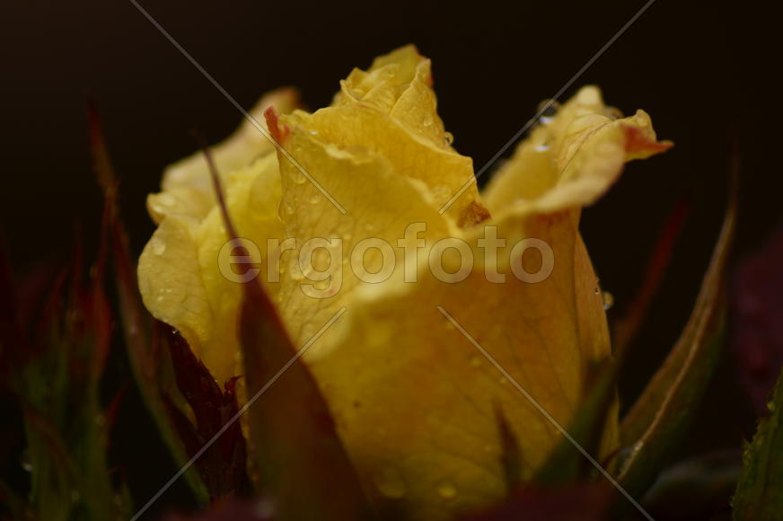 Роза в каплях