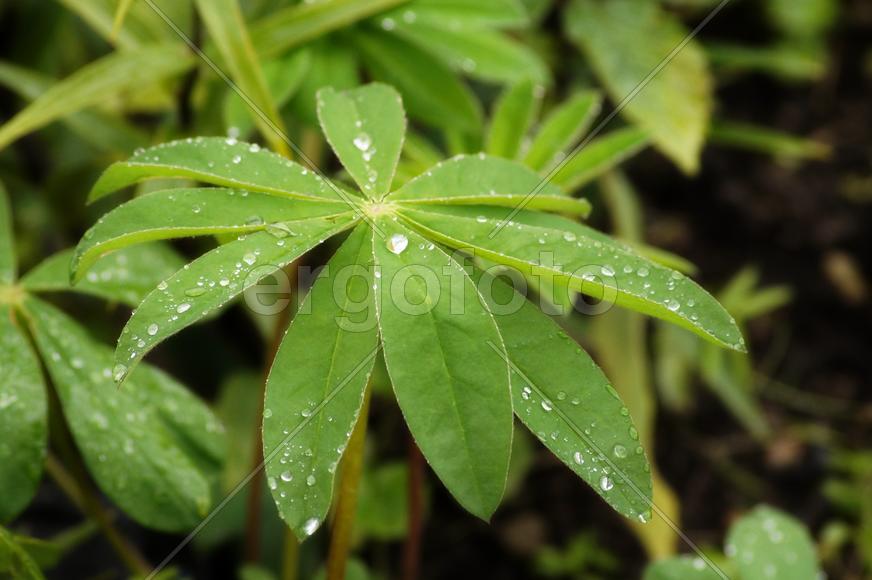 В каплях дождя