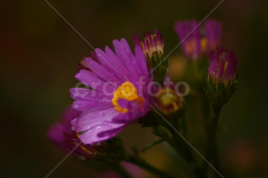 Осенняя астра в каплях