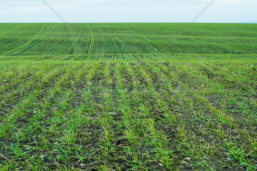 Всходы озимых