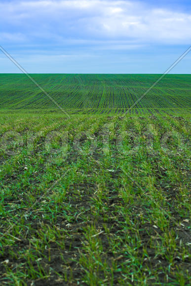 Всходы озимых