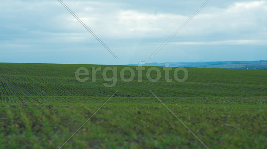 Всходы озимых