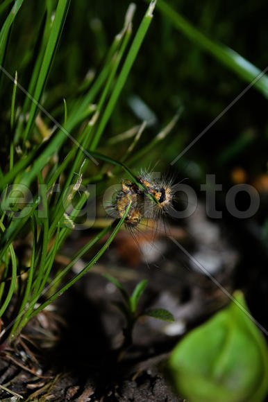 Гусеница на стебле травы