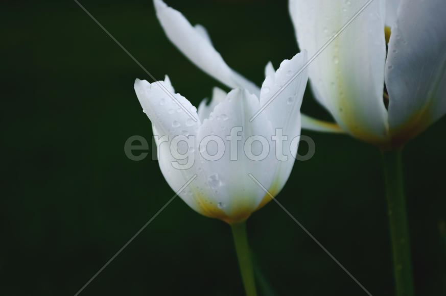 Распустившийся цветок