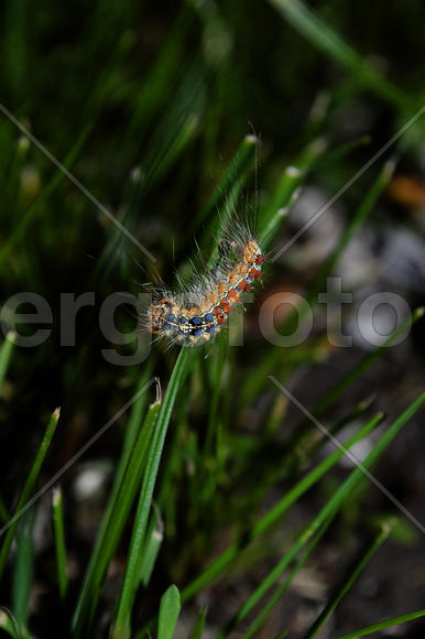 Гусеница на травяном стебле