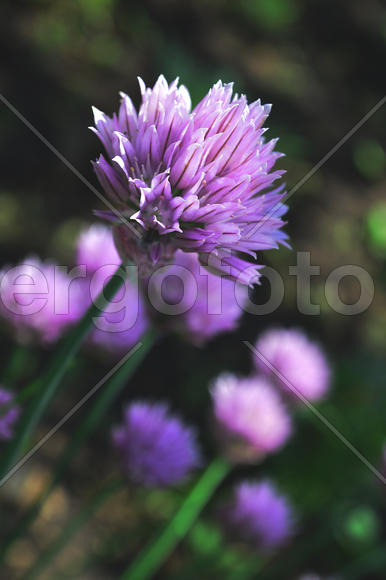 Цветок красного лука