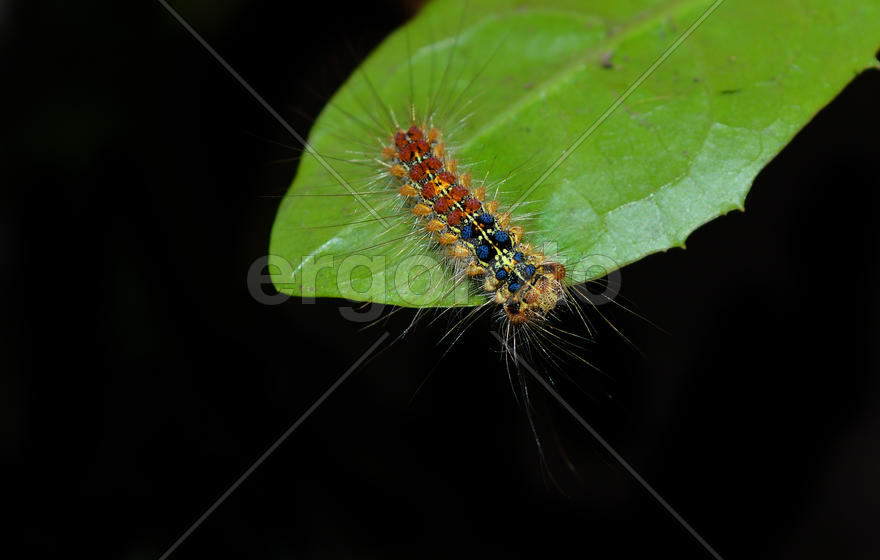 Гусеница на листе