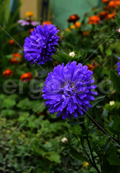 Сиреневый цветок