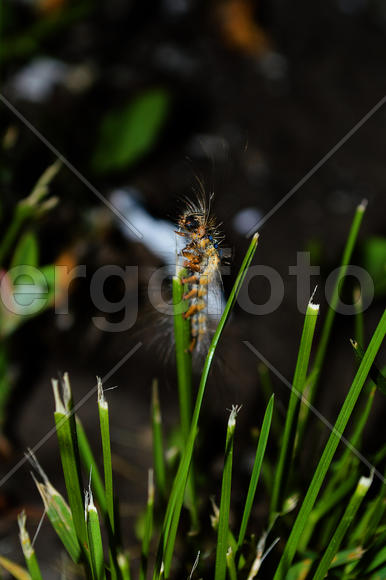 Гусеница на стебле травы