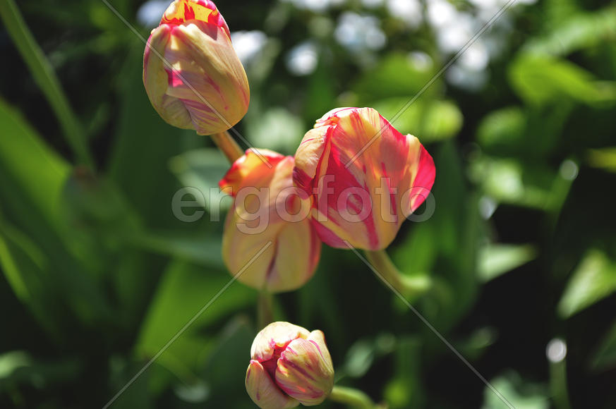 Разноцветный тюльпан