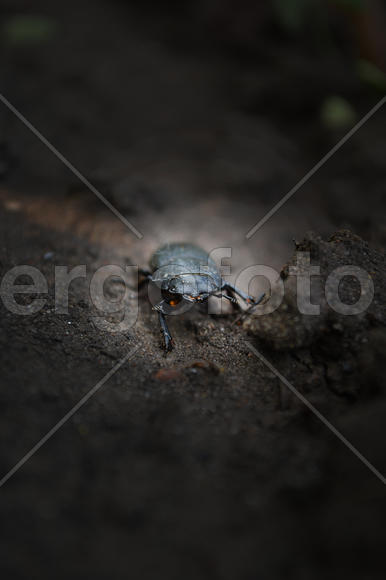 Летучий жук