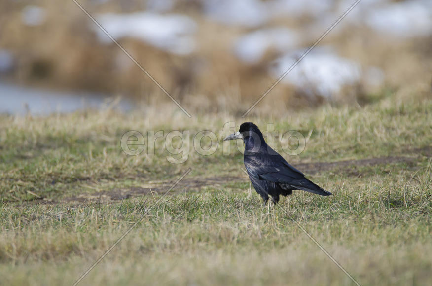 Грач: задумчиво глядя вдаль...