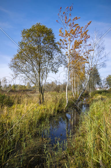 Беларусь: осенняя природа болотистого края