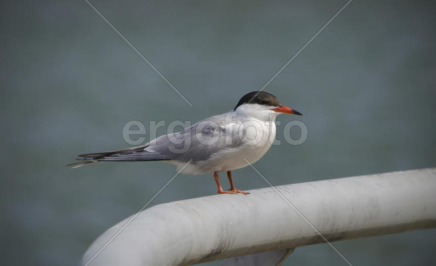 Речная крачка