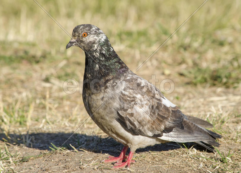 Голубь - Сизый голубь