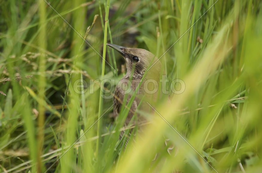 Птенец слеток скворца